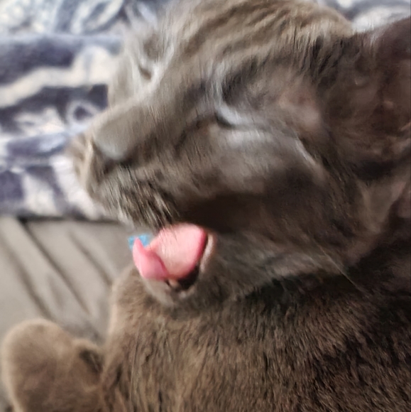 Meet your Posher, Katt - Picture 2 of 6